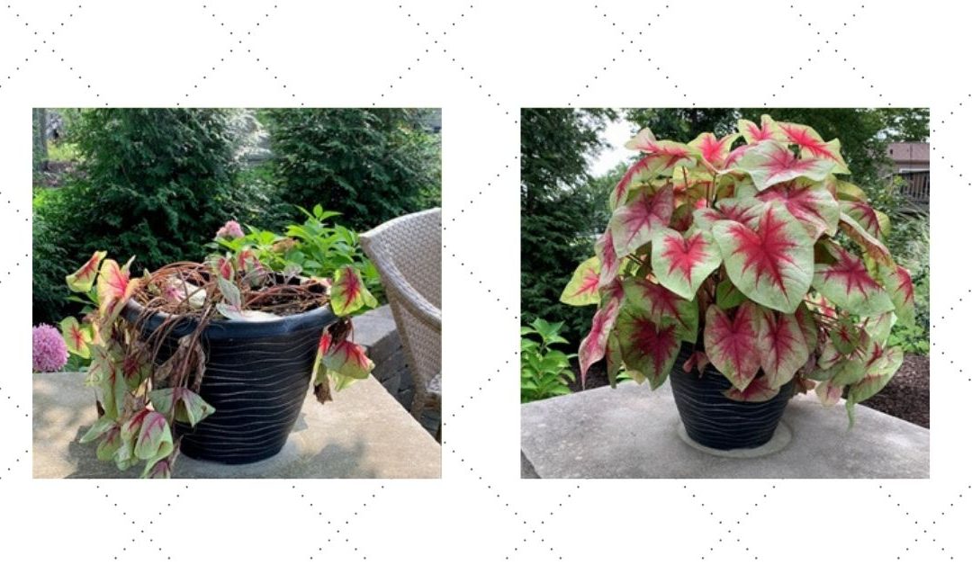 Planting Your Dreams