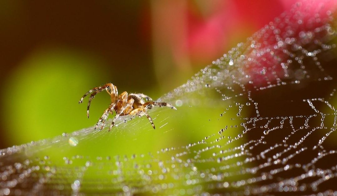 Resiliency Lessons Learned from a Spider