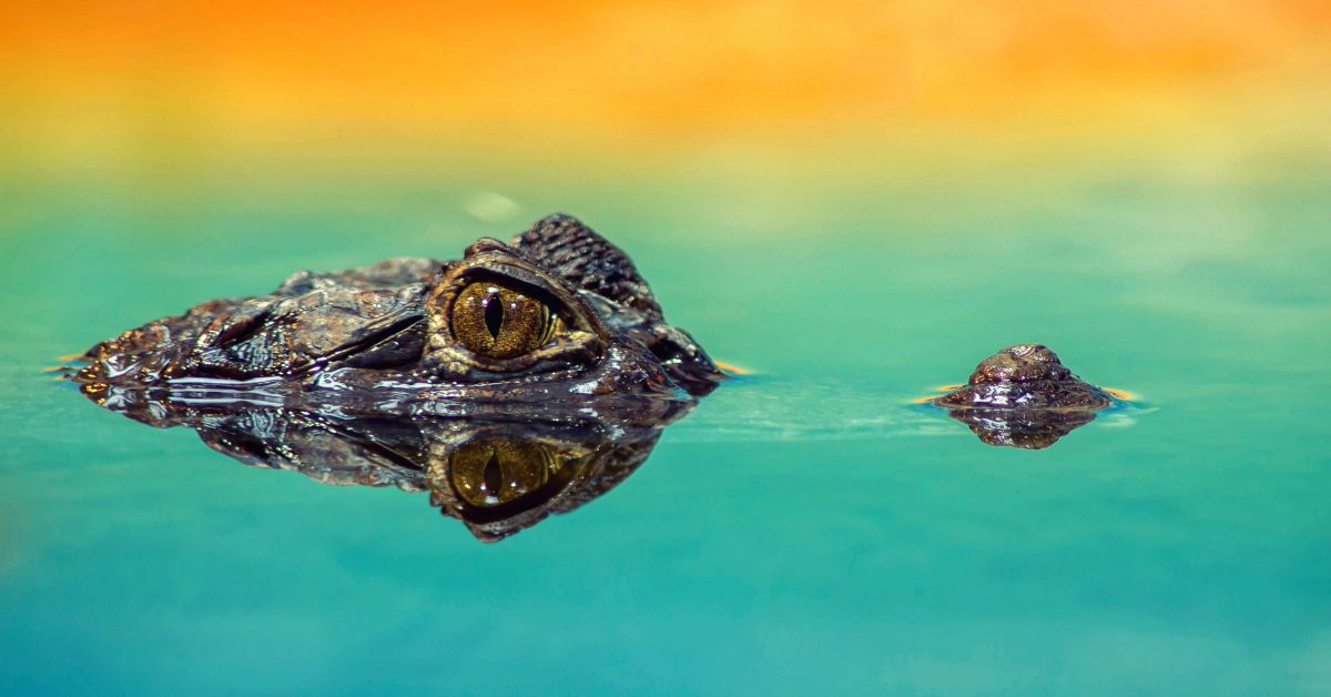 Alligator in water