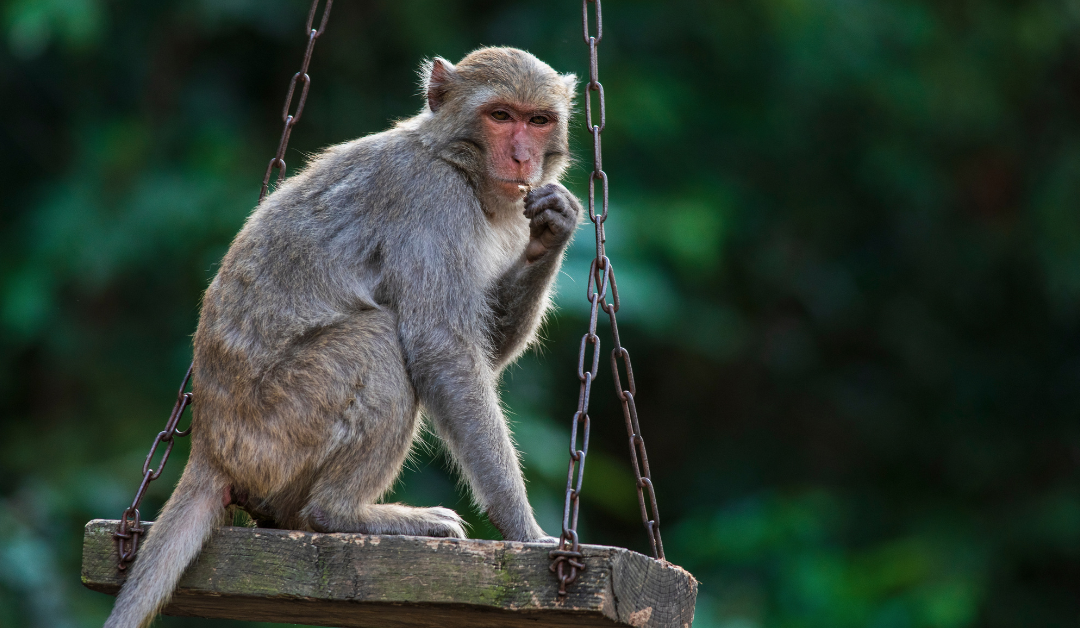 Who’s Got the Monkey?