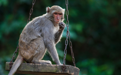Who’s Got the Monkey?